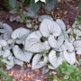 Brunera (Brunera macrophylla) 'Silver Heart'